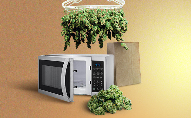 Быстрая сушка урожая Высушивание конопли в микроволновке