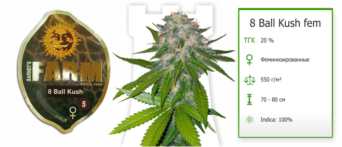 8 Ball Kush 8 Ball Kush