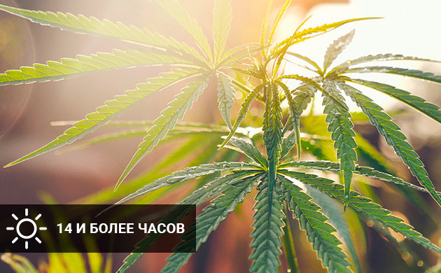 Продолжительность светового дня не меньше 14 часов 14 часов света