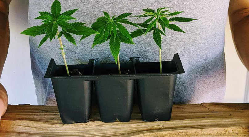 Правильное время для пересадки Три кустика конопли