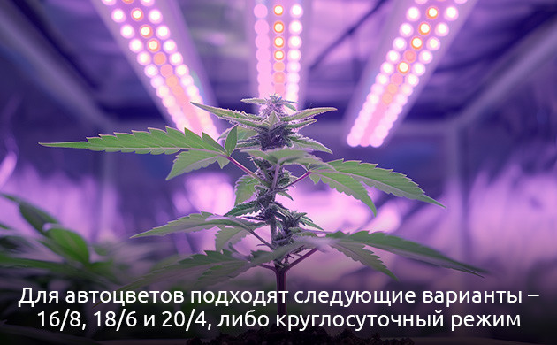 Световой режим для автоцветущей конопли на веге и цветении Световой режим для автоцветущей конопли