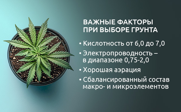 Выбор и подготовка грунта для выращивания конопли Важные факторы при выборе и подготовка грунта для выращивания конопли