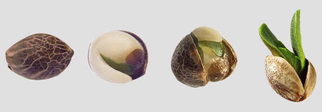 Прорастающее семя конопли Выращивание и размножение семенами