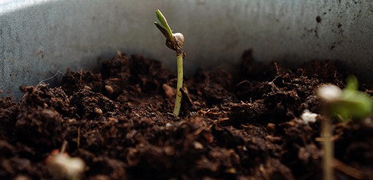 Растишки конопли Посаженные в землю ростки конопли