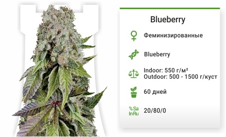описание сорта Blueberry описание сорта Blueberry