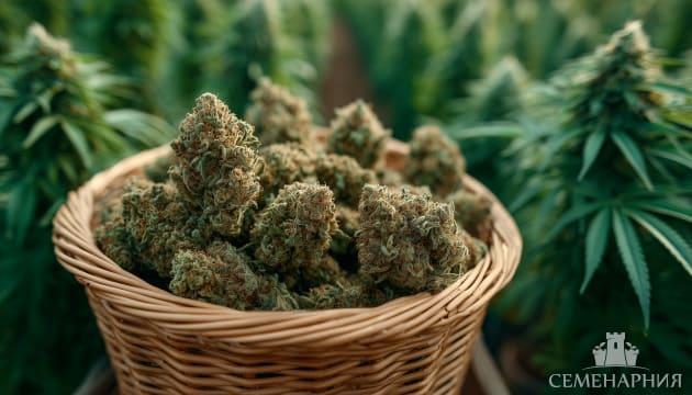 Преимущества и недостатки ревегетации конопли Ревегетация каннабиса
