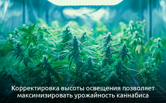 Освещение конопли в индоре Освещение в закрытом грунте