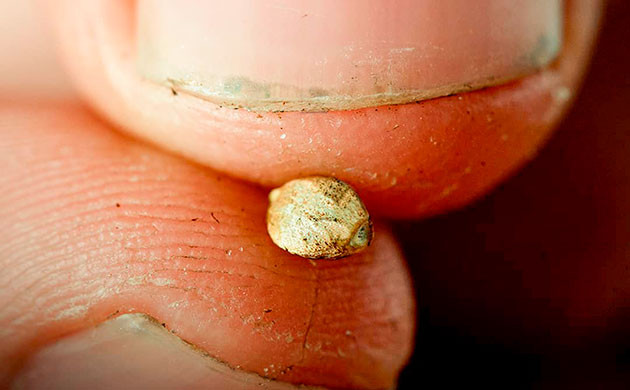 Как выбрать качественные семена для успешного проращивания Здоровые семена – залог успеха