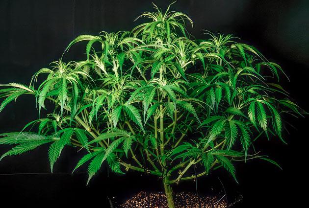 Начало цветения Куст Lemon AK Auto от FastBuds на 7 неделе