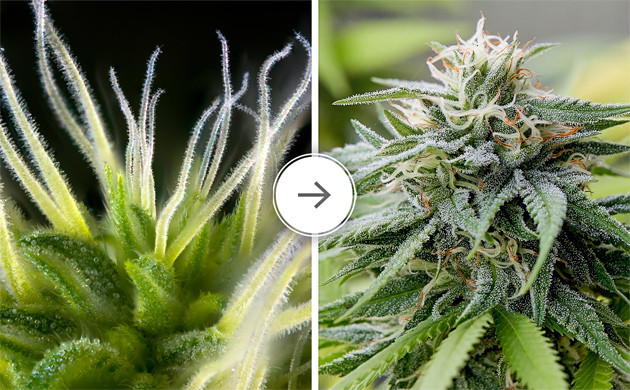 Признаки опыления конопли Стигмы на соцветиях конопли