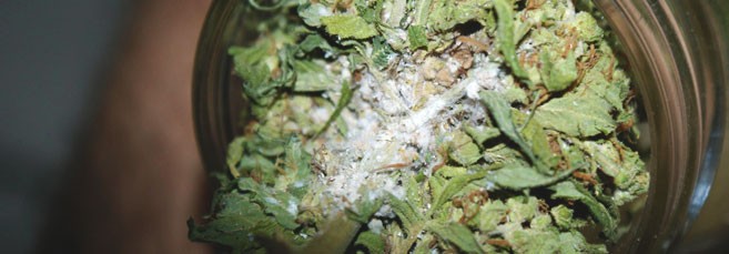 Белая гниль на конопле Белая гниль