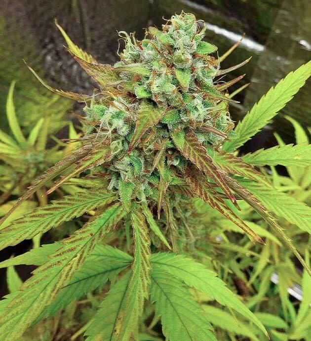 Wedding Cake Auto на 6 неделе цветения