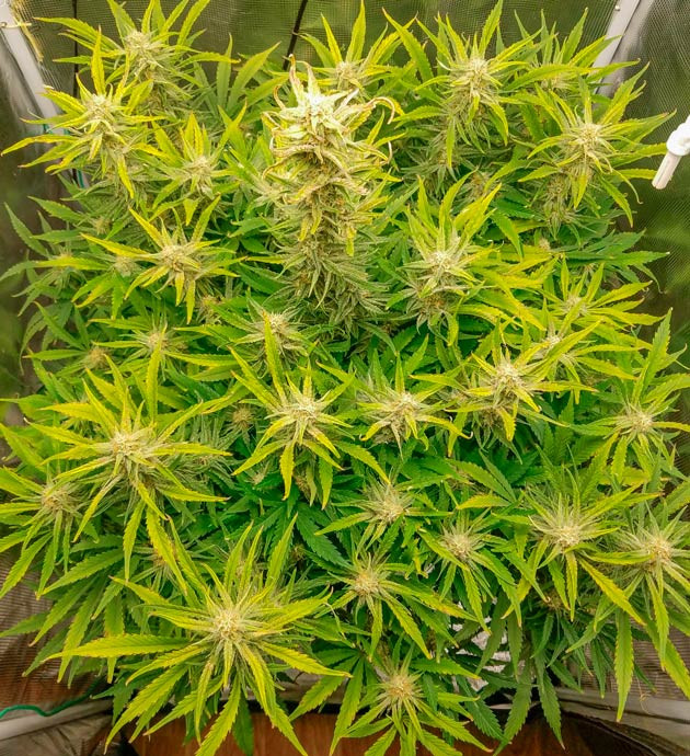 Куст Bruce Banner Auto на 11 неделе выращивания