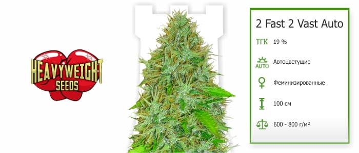 2 Fast 2 Vast Auto 2 Fast 2 Vast Auto