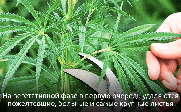 Дефолиация во время вегетации Дефолиация во время вегетативной фазы