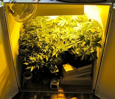 конопля в мини гроубоксе