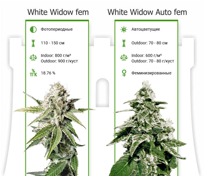 Сорта White Widow от GHS Характеристики сортов White Widow от GHS