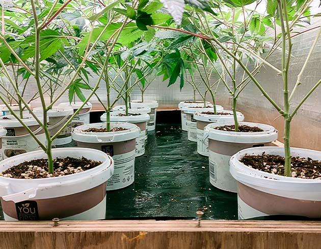 Перевод в режим цветения и проведение дефолиации Кусты Godzilla Glue #4 на 5 неделе развития