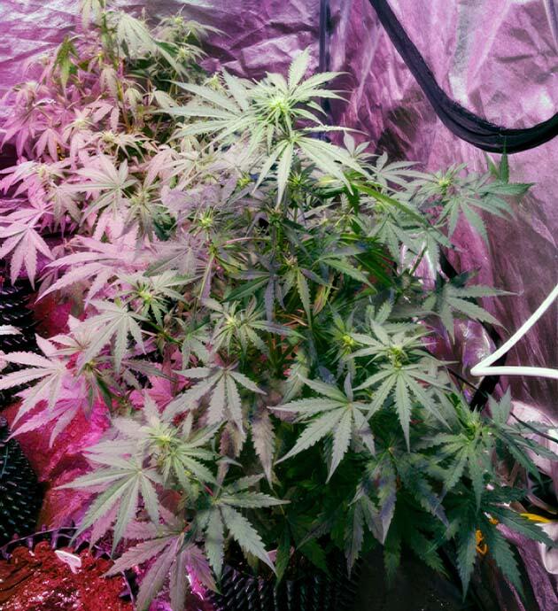 Кусты Auto White Widow на 5 неделе выращивания