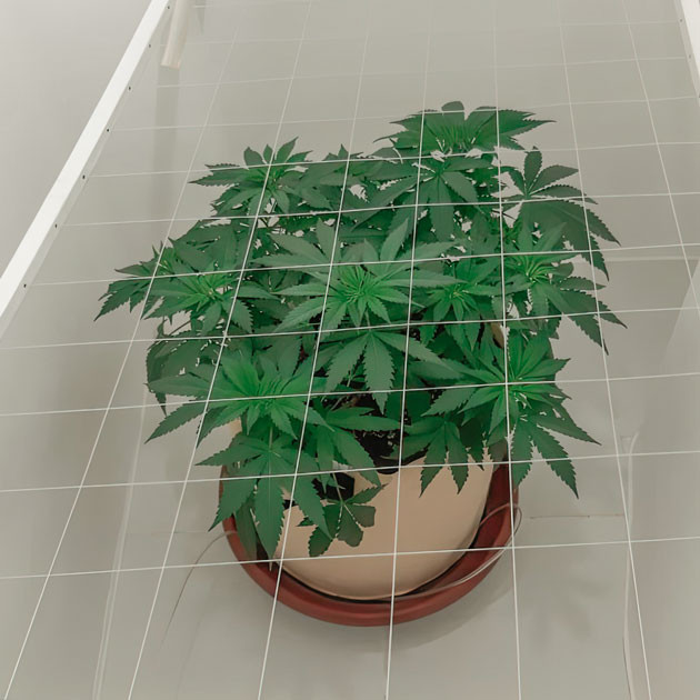 Установка сетки ScrOG Куст Blackberry Moonrocks на 37 день выращивания