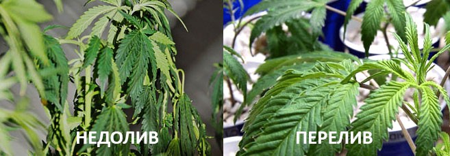 Недолив и перелив недолив и перелив марихуаны