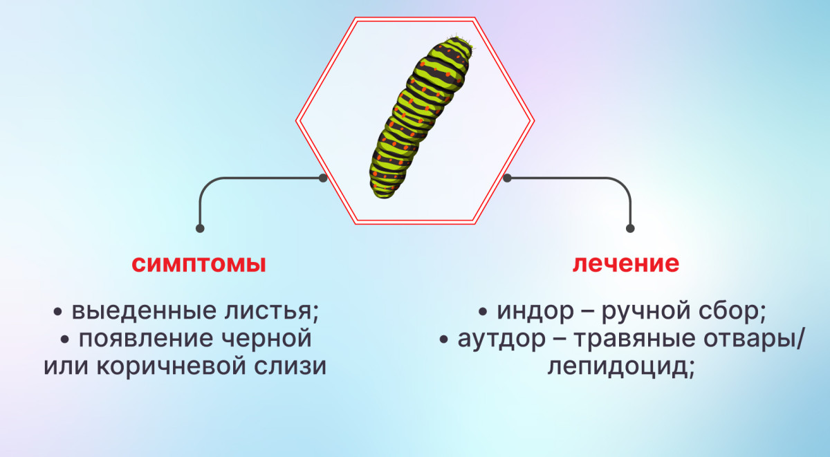 Избавление от гусениц на конопле Гусеницы на конопле