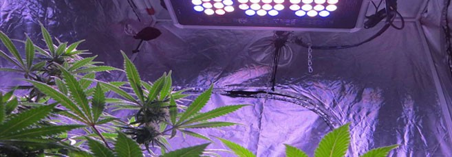 Расстояние от лампы до конопли Расстояние от лампы до макушки конопли