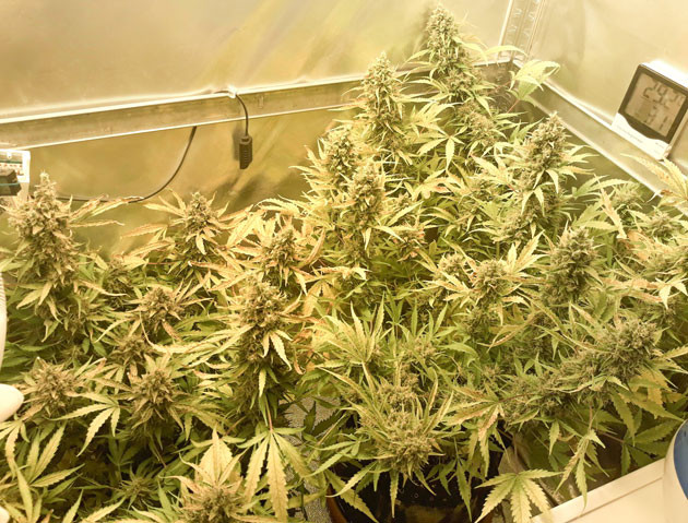 Подготовка к харвесту на 11 неделе Кусты перед харвестом