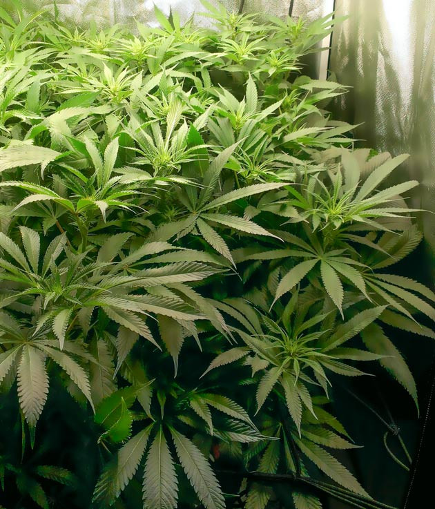 Изменения питательного раствора и дефолиация Куст Green Gelato от RQS на 11 неделе