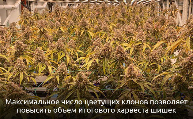 Цветущие клоны конопли