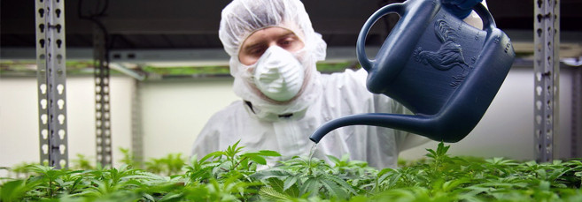 Полив конопли