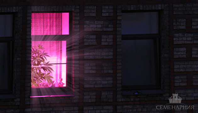 Индорное выращивание конопли