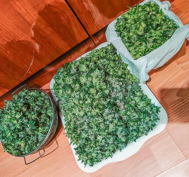 Сбор урожая Dozy Doz