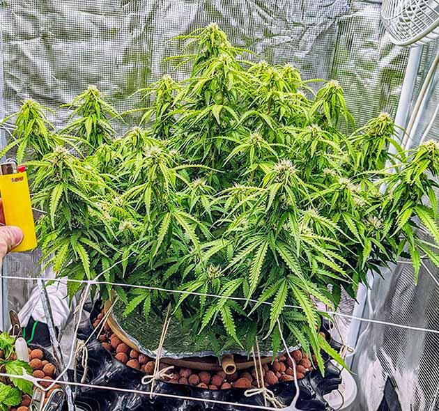 Стабильное развитие конопли Куст Gorilla Glue Auto от FastBuds на 9-10 неделе