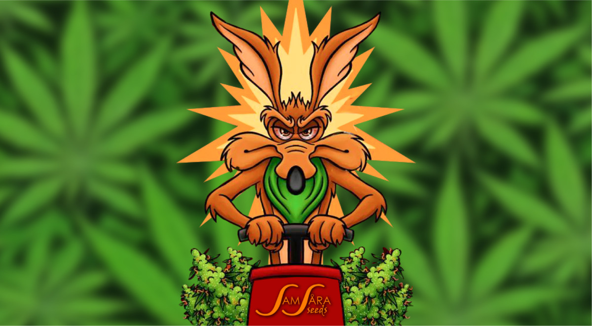 Мощные индичные сорта от Samsara Seeds Индика от Samsara Seeds