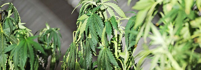 Как выглядит конопля при недостаточном поливе