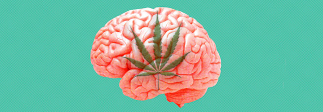 Суперкроппинг каннабиса Как выполнить суперкроппинг марихуаны