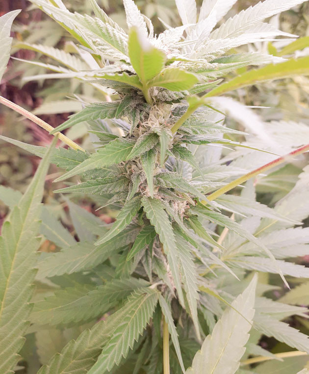 Выращивание в открытом грунте