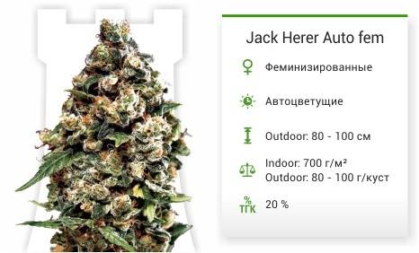 Jack Herer Auto fem от Green House Seeds