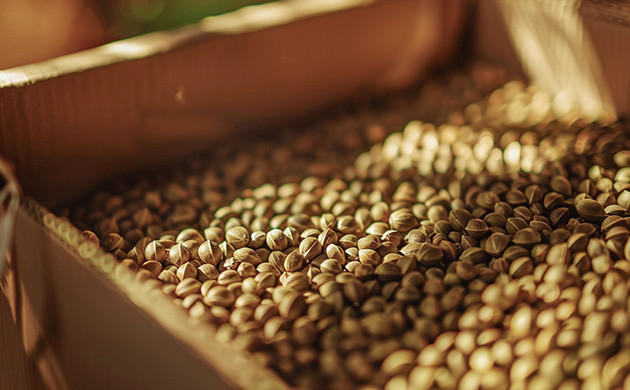 Покупка семян конопли и закон Покупка семян конопли