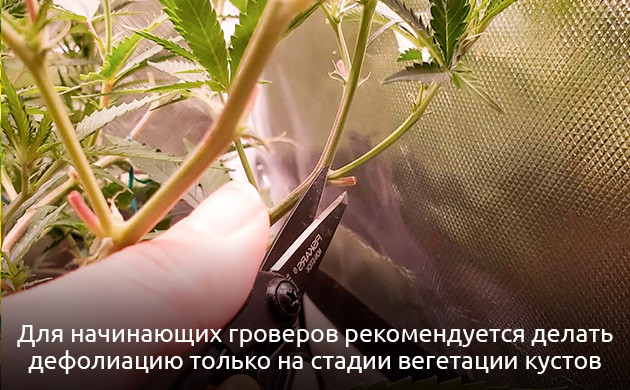 Правила дефолиации на разных стадиях выращивания Правила дефолиации конопли