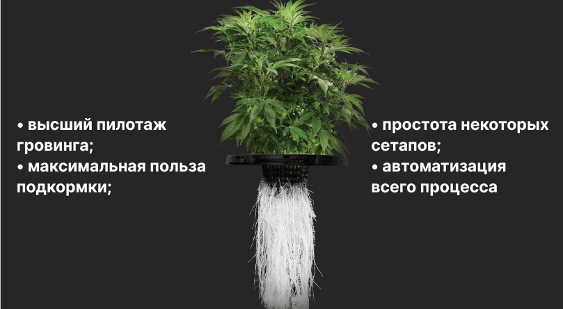 Влияние гидропоники на размер шишек Гидропонное выращивание