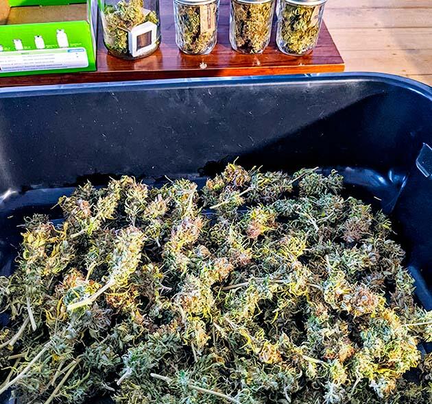 Сбор урожая и впечатления от гровера Харвест Gorilla Glue Auto от FastBuds