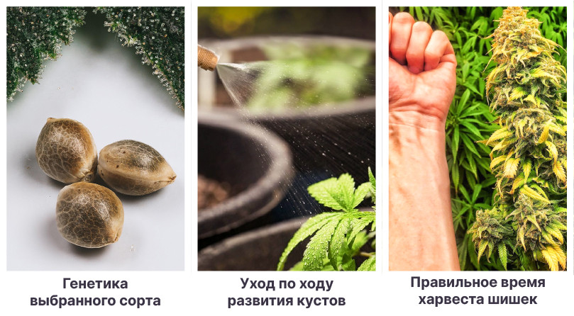 Что влияет на уровень ТГК в шишках конопли Генетика, выращивание и харвест