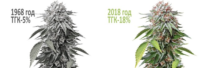 Почему конопля стала мощнее Почему сегодня марихуана мощнее, чем 30-50 лет назад?
