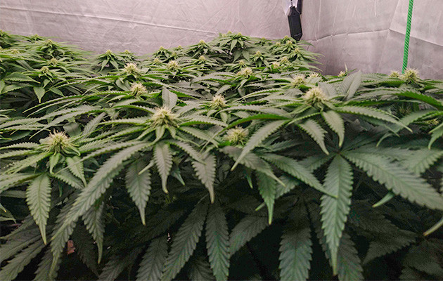 Дефолиация конопли 8 и 9 недели выращивания