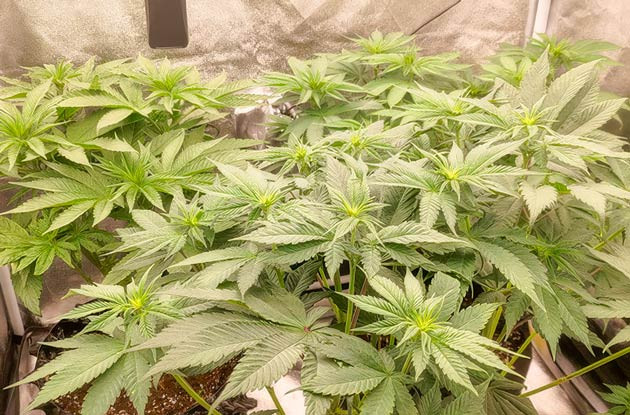 Кусты Lemon Tree на 8 неделе выращивания