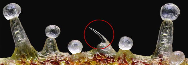 Луковичные железы Как выглядят луковичные железы под увеличением