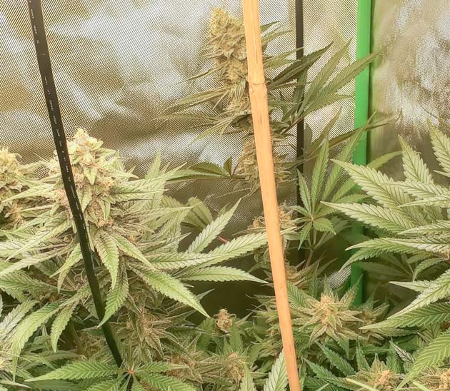 Подготовка к сбору урожая Куст Cafe Racer на последних неделях выращивания