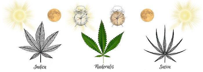 Разновидности конопли Скрытые возможности сорной конопли